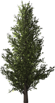 Nighttime Solitary Tree PNG