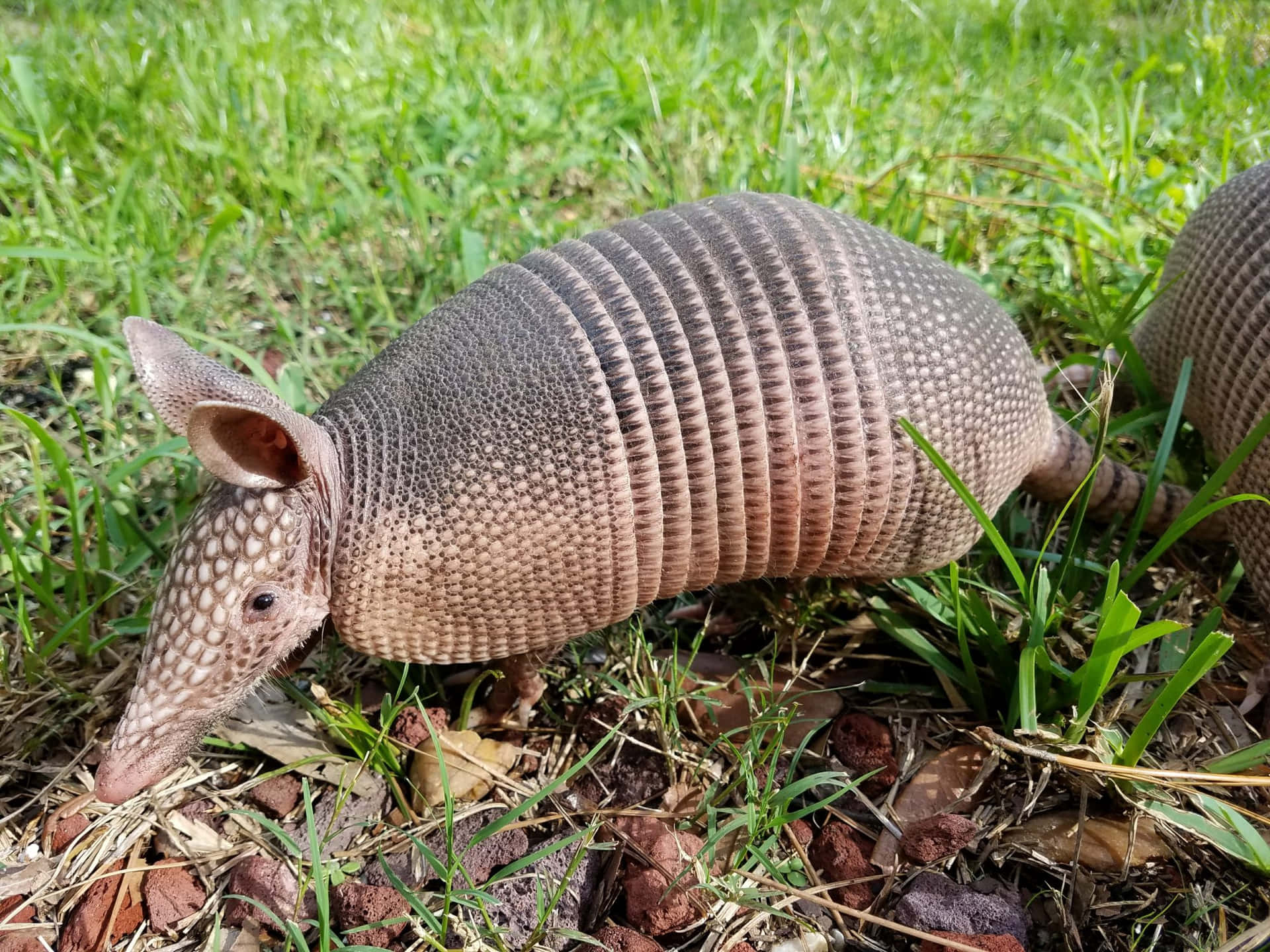 Nine Banded Armadilloin Grass.jpg Wallpaper