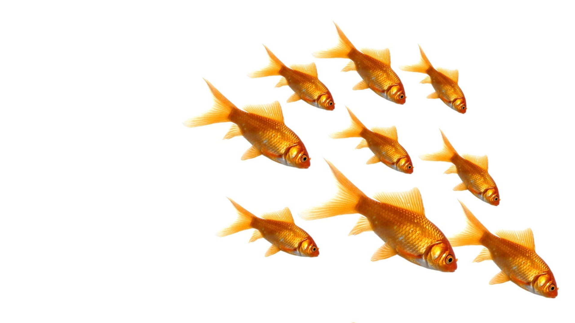Nine Common Goldfish