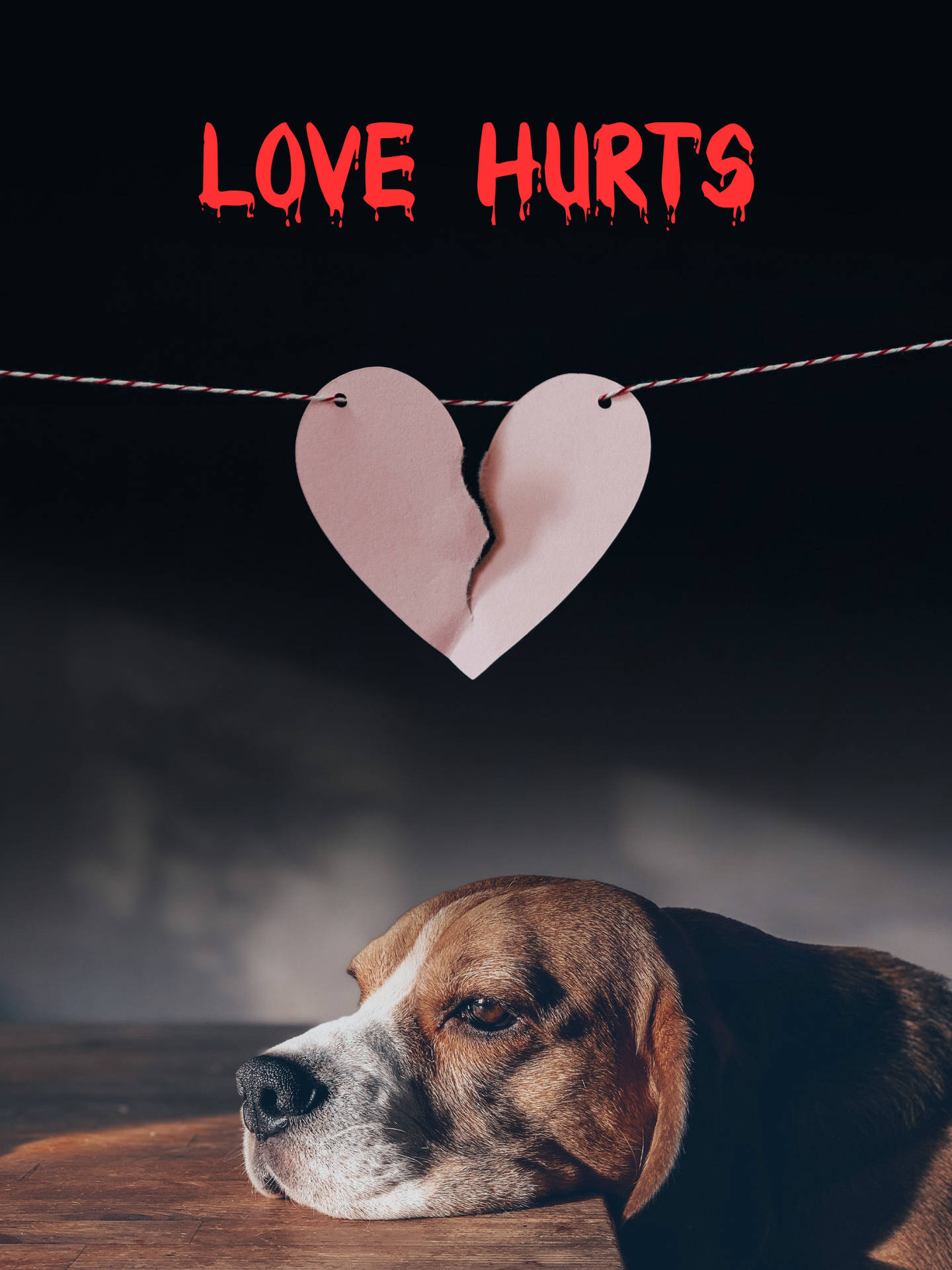 No Love Puppy And Broken Heart Wallpaper