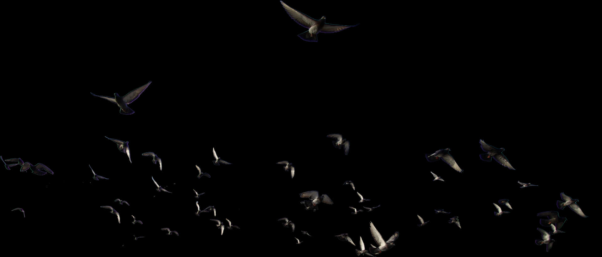 Nocturnal_ Flight_of_ Birds PNG
