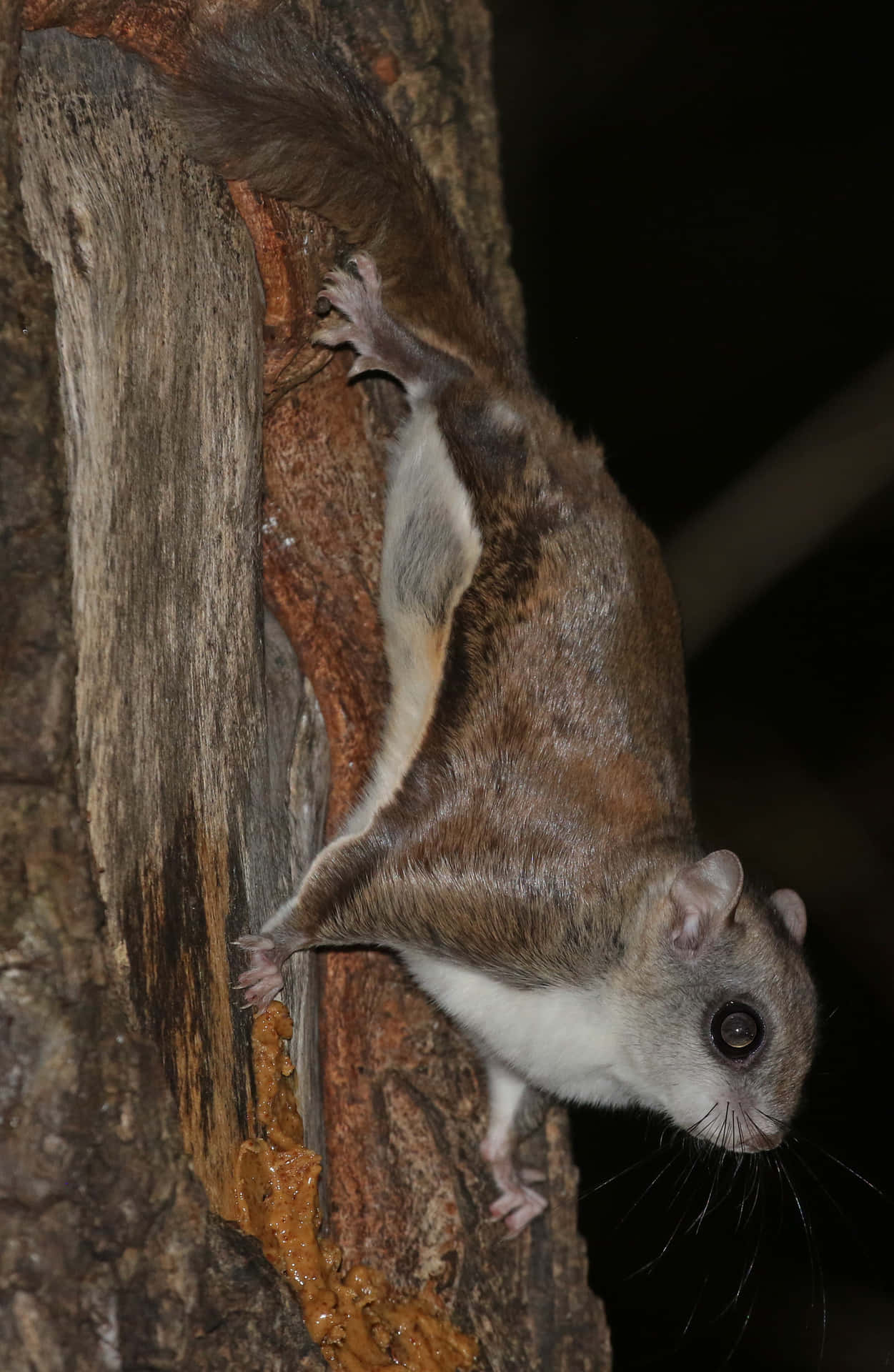 Nocturnal Flying Squirrel On Tree Wallpaper