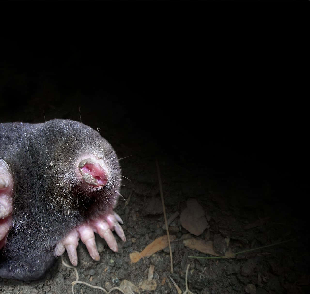 Nocturnal Mole Close Up Wallpaper