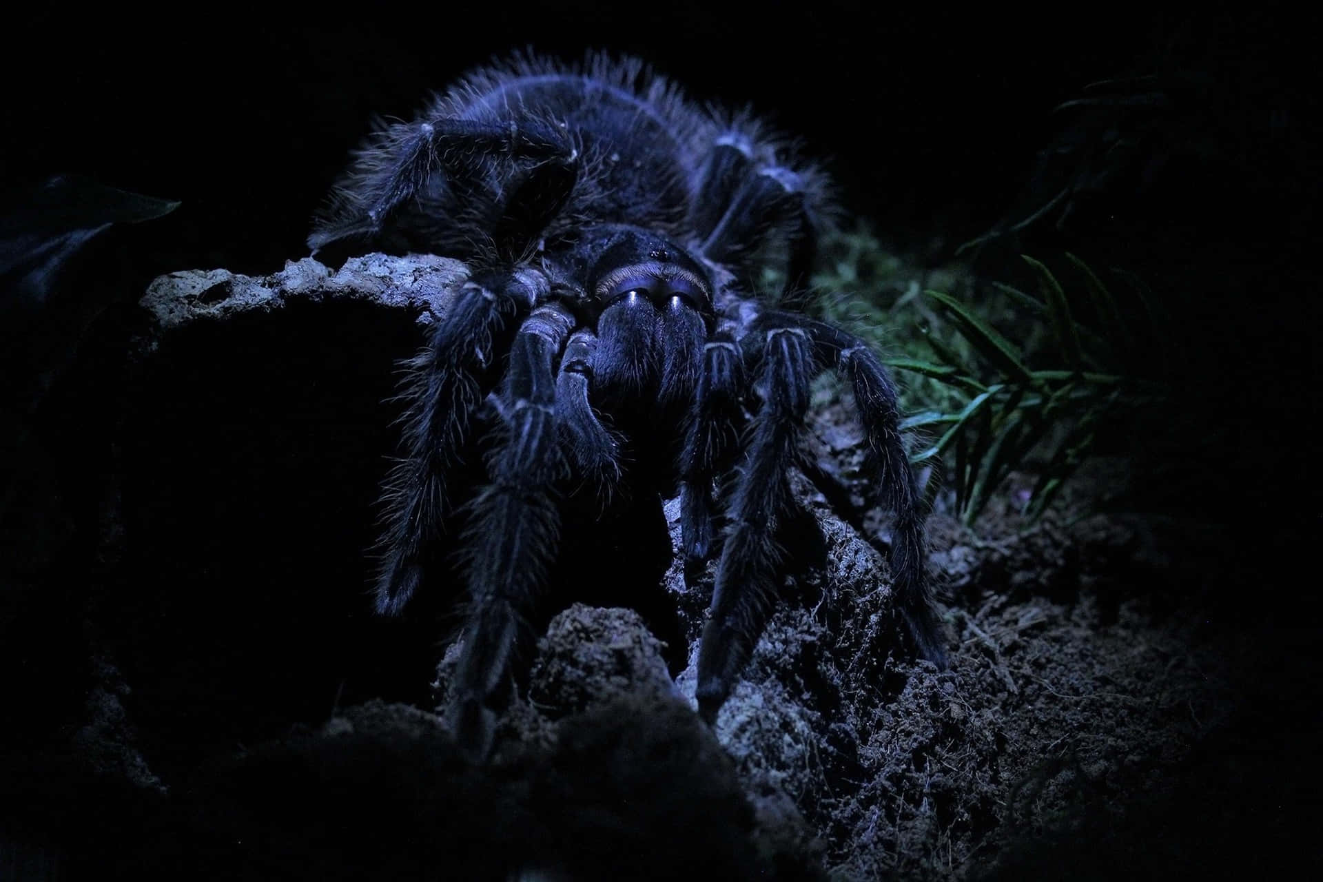 Nocturnal Tarantulain Habitat.jpg Wallpaper