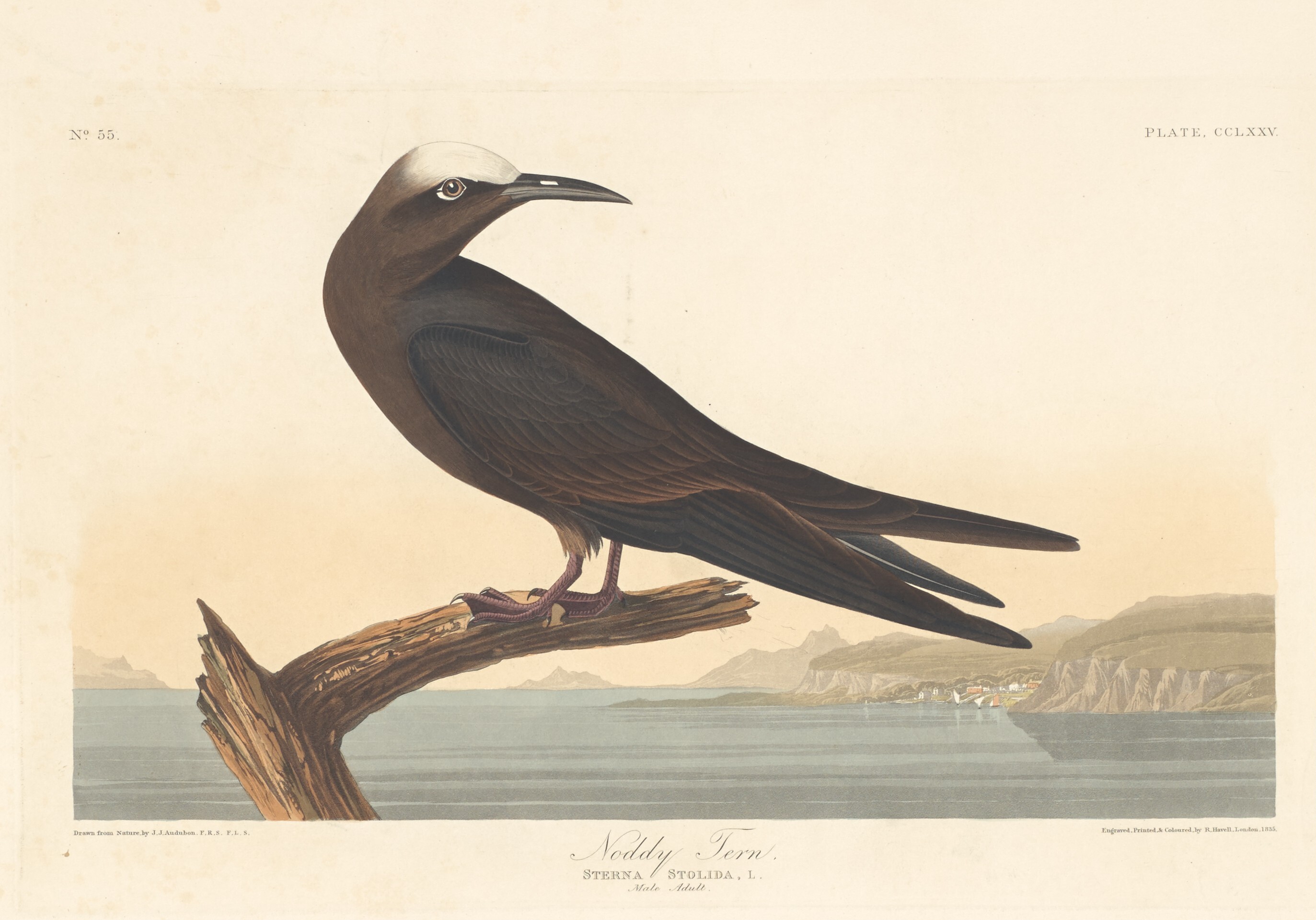 Noddy Tern Wallpaper