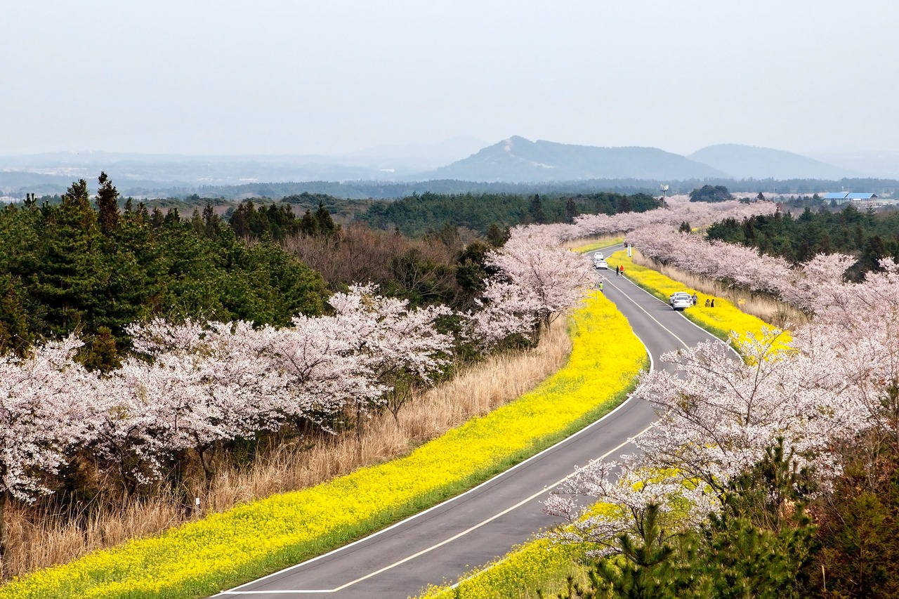 Noksan Road Jeju-øen Wallpaper