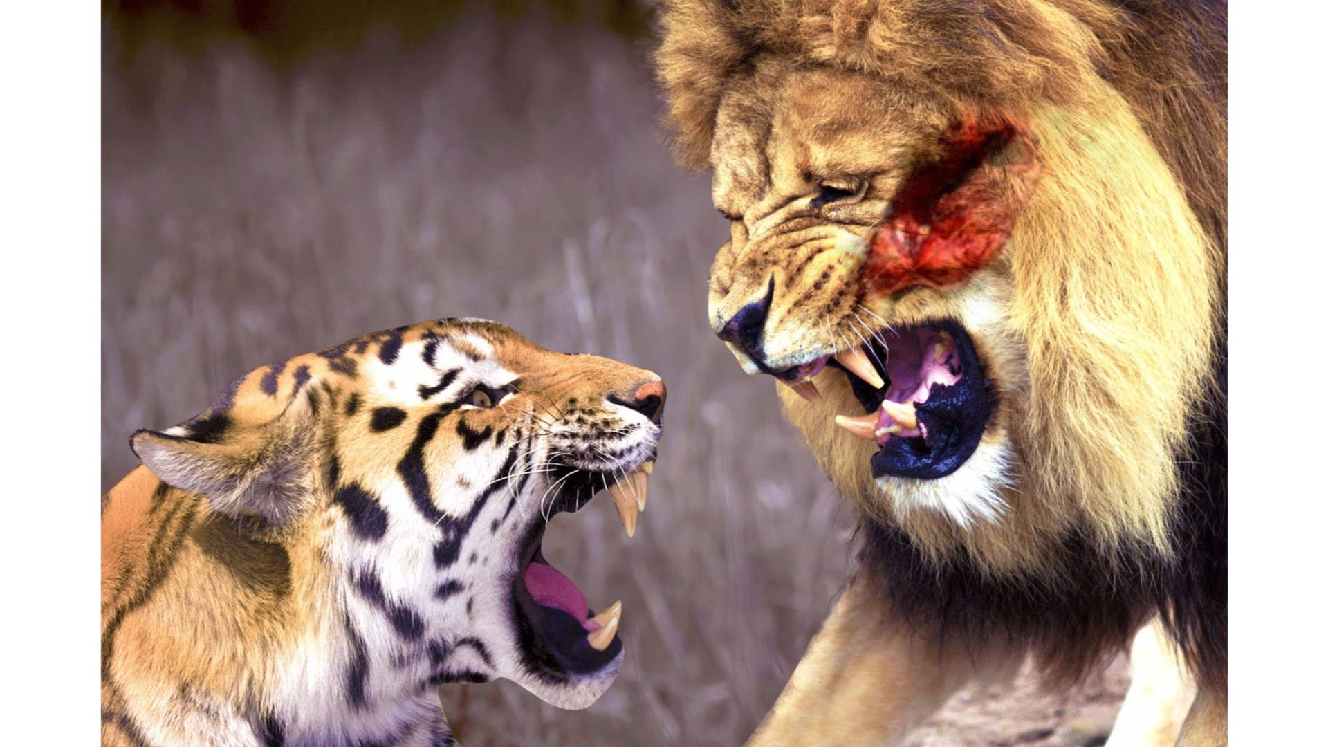 Non Copyrighted Tiger Vs Lion Wallpaper