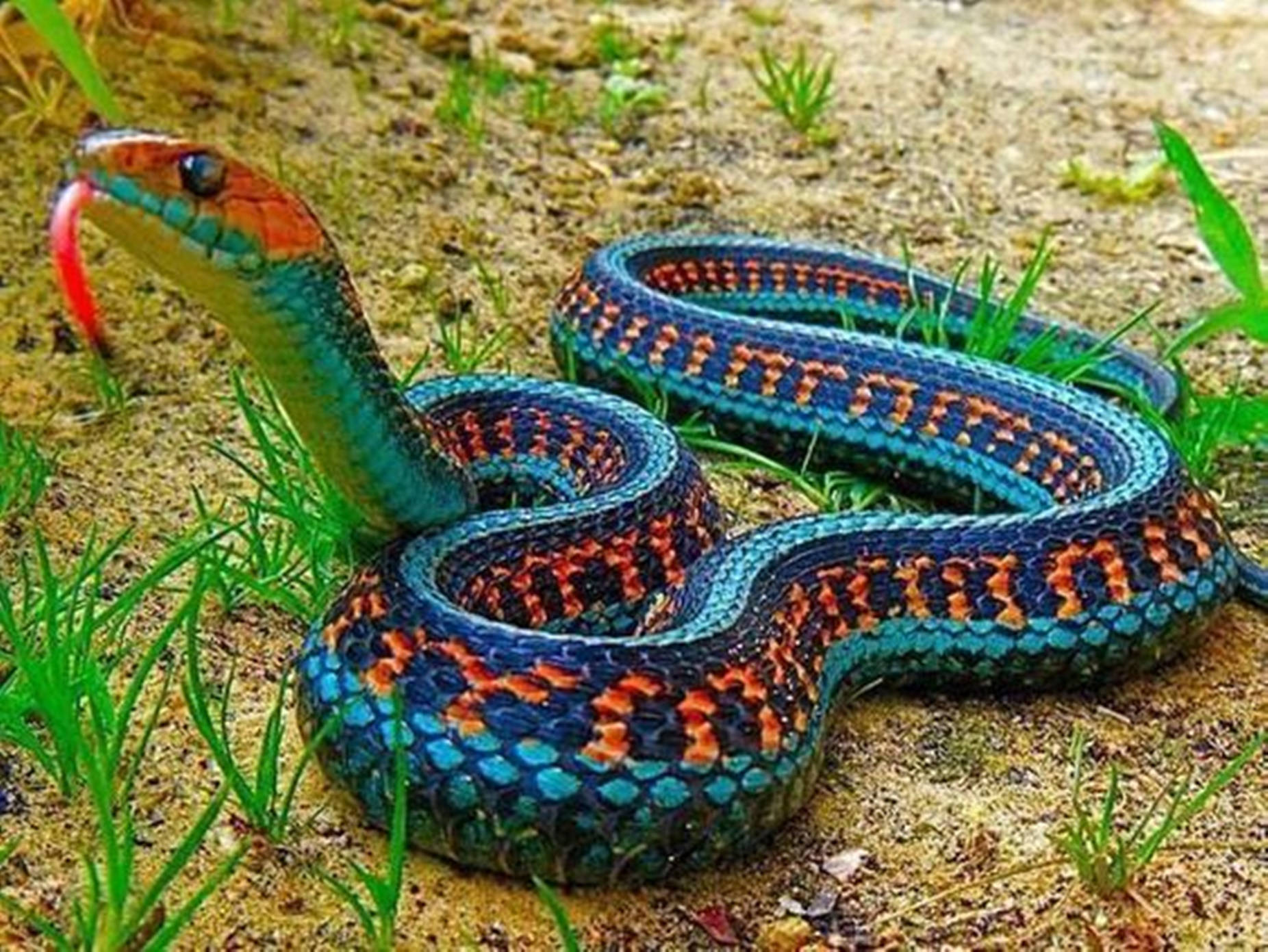 Non-venomous California Red-sided Garter Snake Background