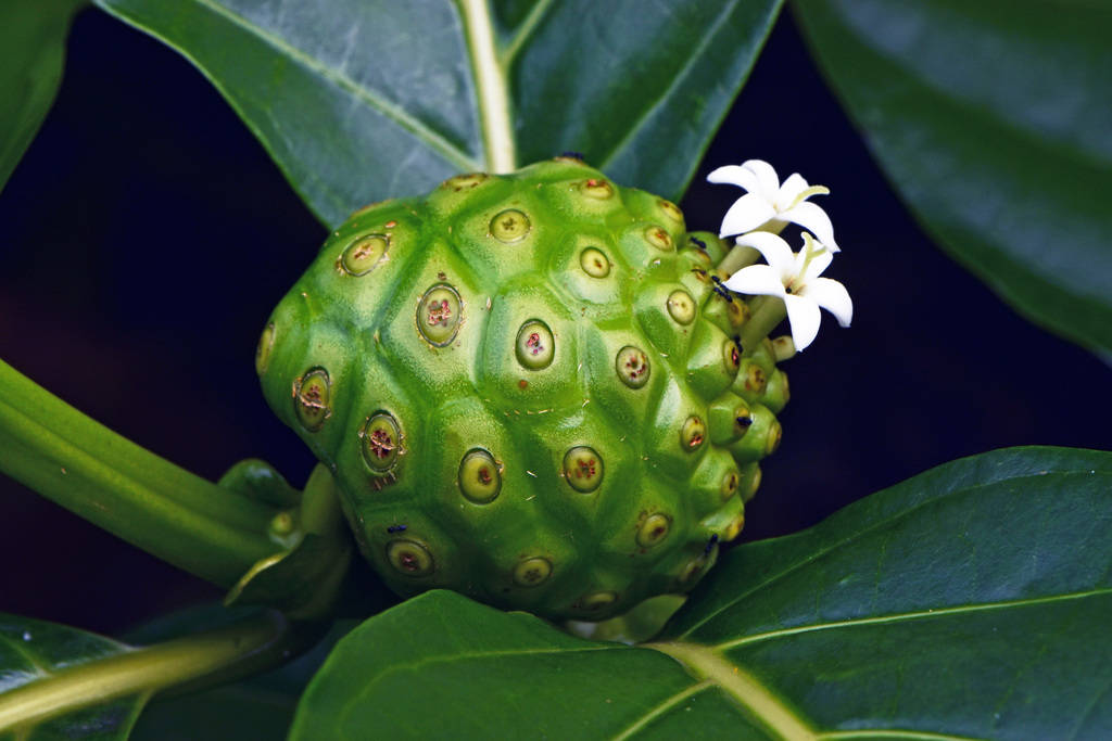 Noni Fruit With Flowers Wallpaper