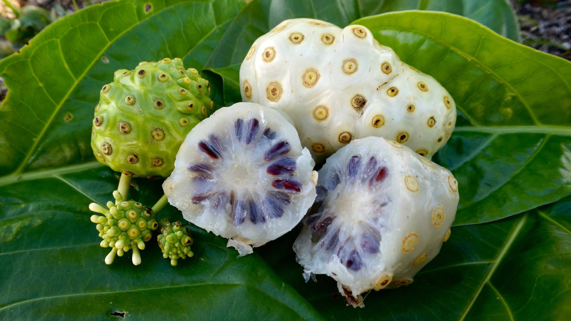 Noni Fruits On Leaves Wallpaper