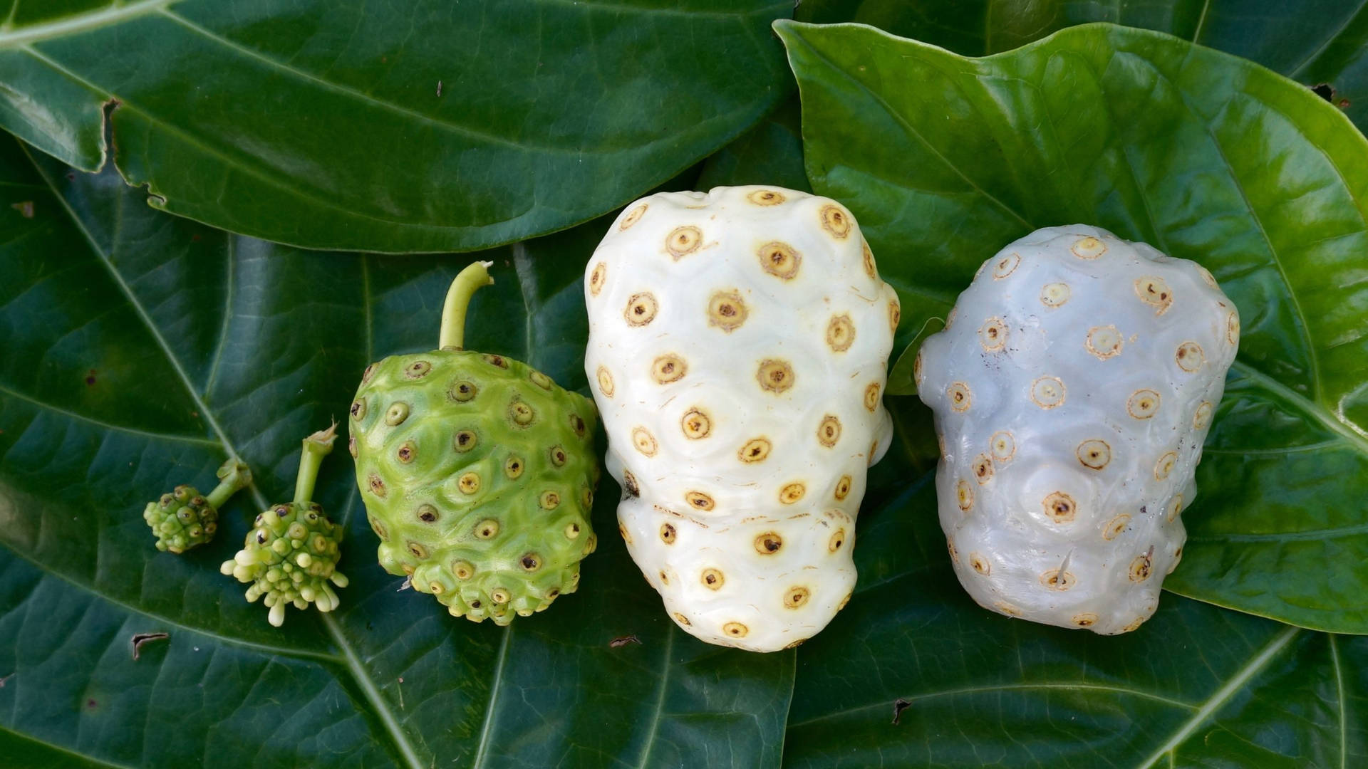 Caption: Different Development Stages of Noni Fruits Wallpaper
