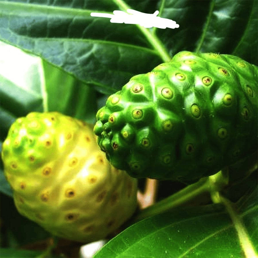 Robust Noni Plant with Mature Fruits Wallpaper