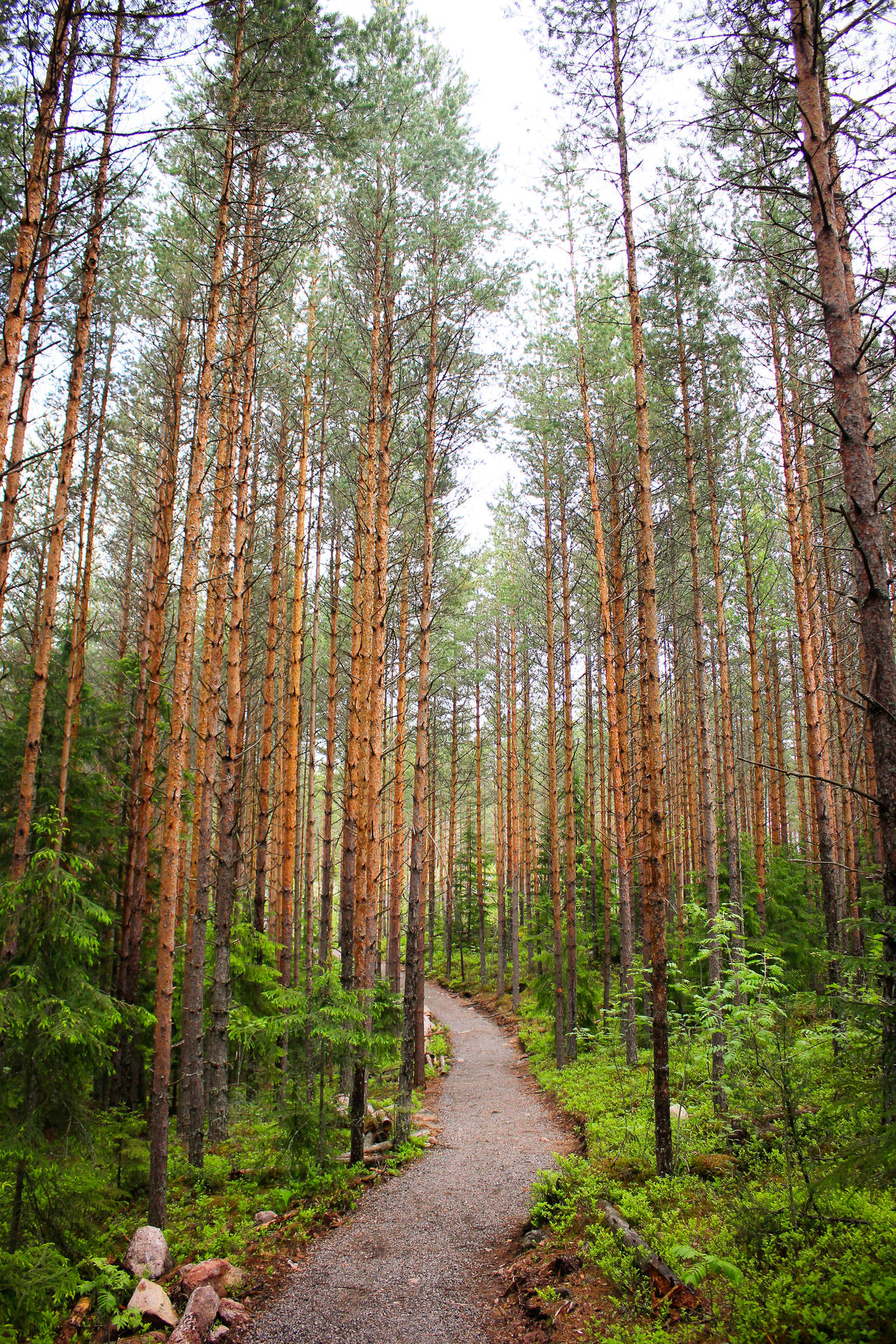 Noormarkku Finland Forest