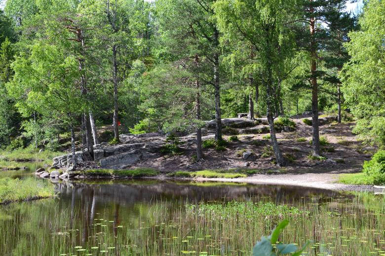 Orillade Un Lago En Un Bosque Nórdico Fondo de pantalla