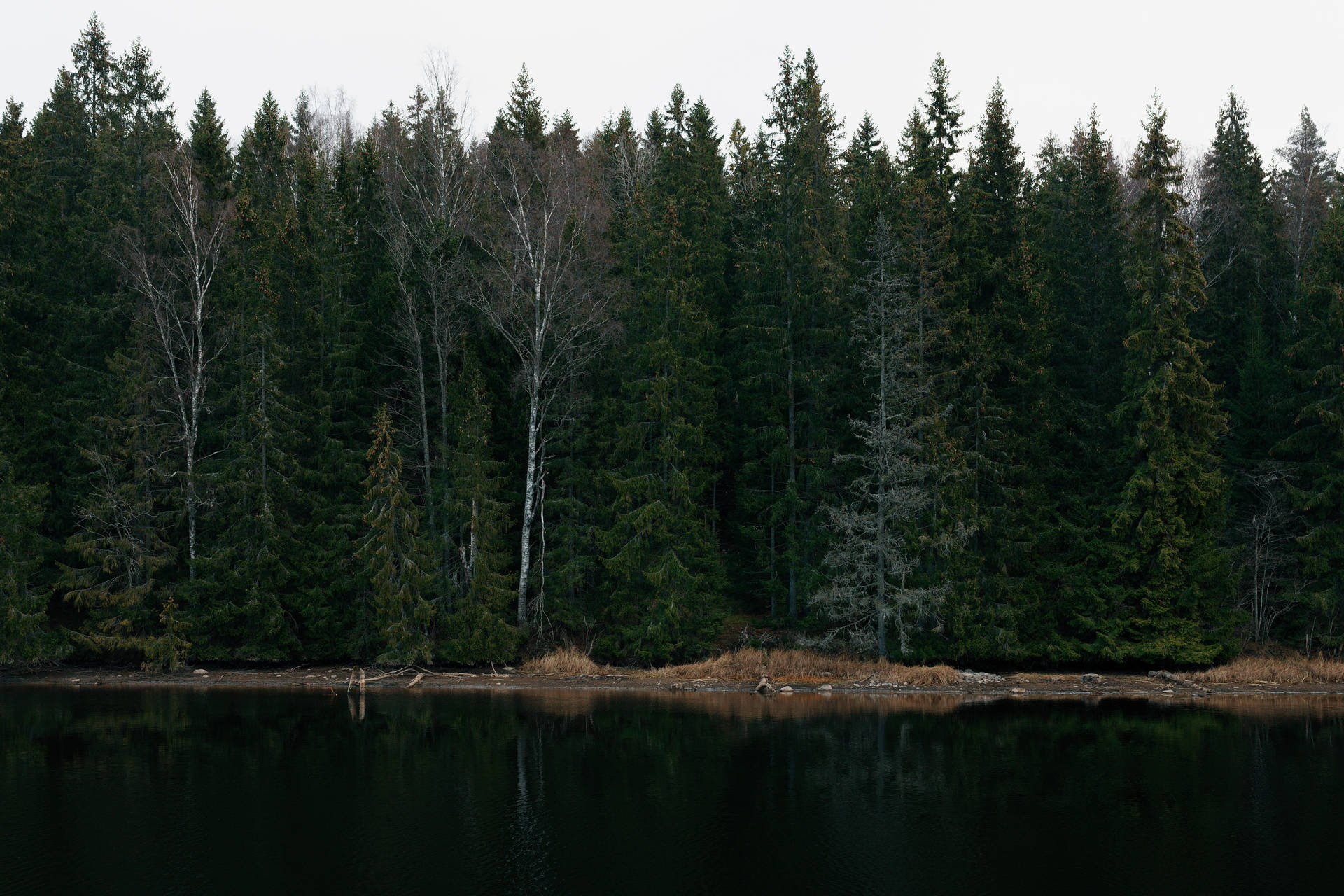 Nordic Forest Landscape Wallpaper