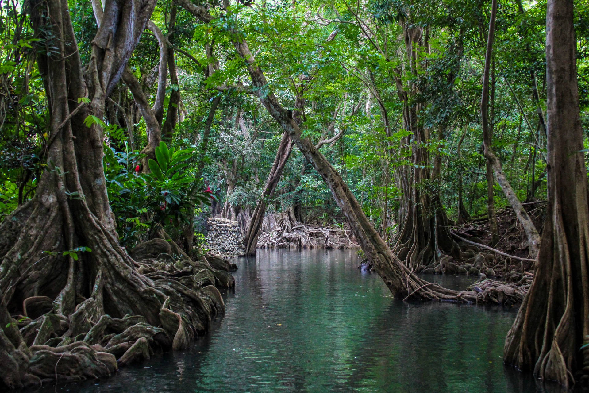 North America Dominica Mangrove