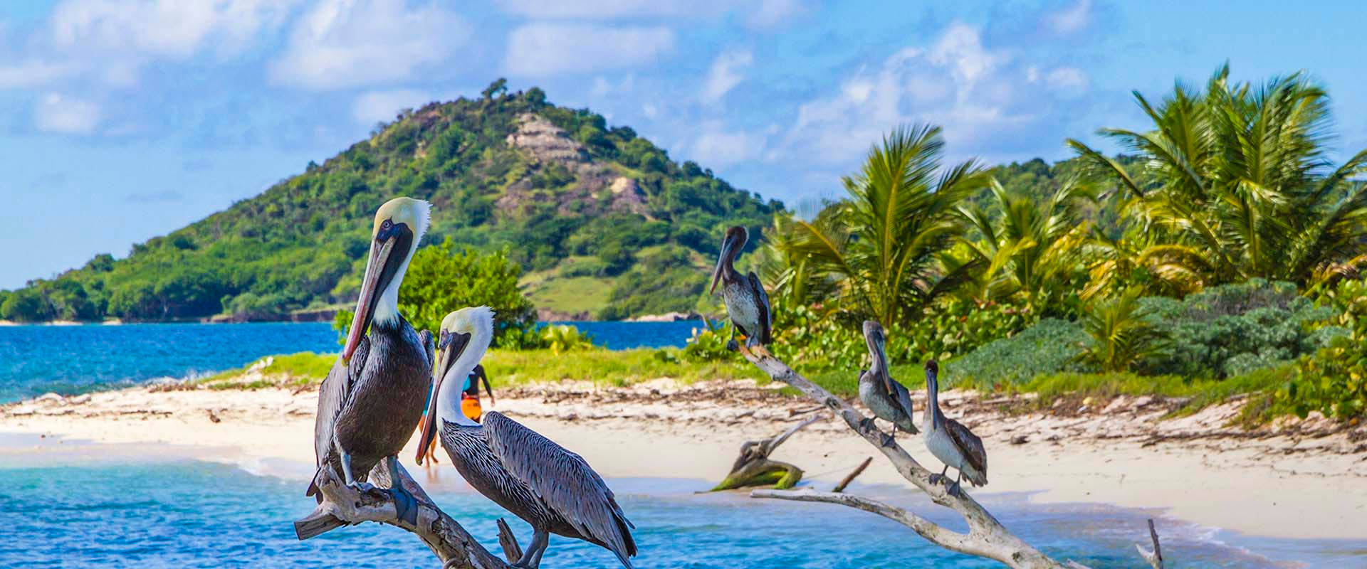 North America Grenada Pelican Wallpaper
