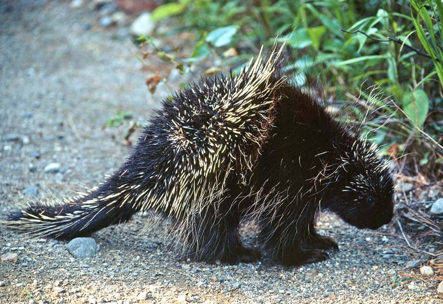 North American Porcupine Wildlife Wallpaper