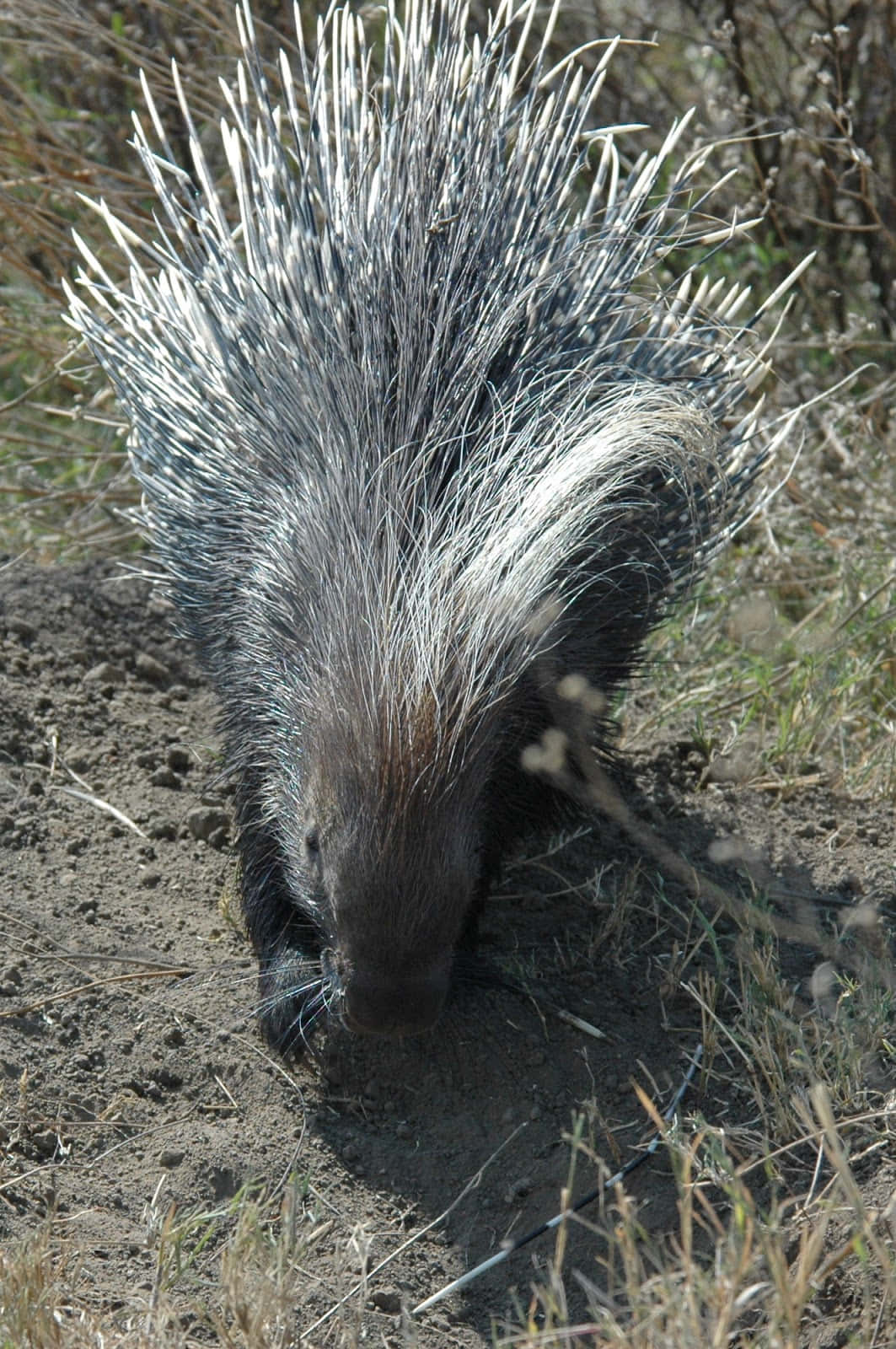 North American Porcupinein Natural Habitat.jpg Wallpaper