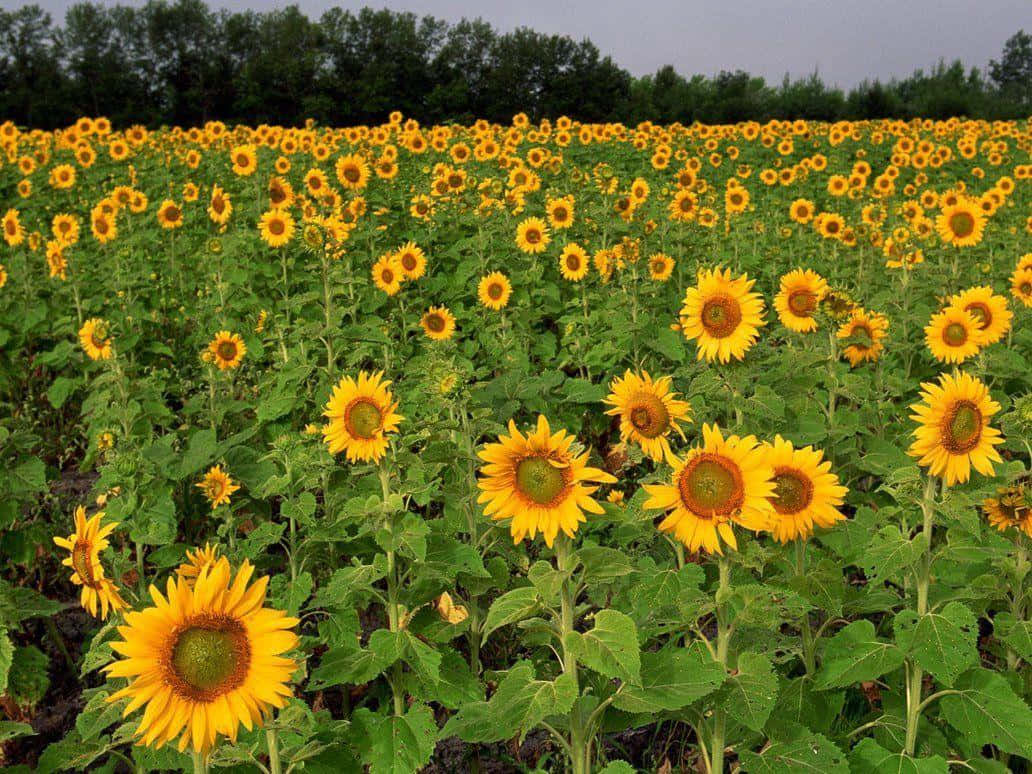 A Field Of Sunflowers In The Middle Of A Stormy Day
