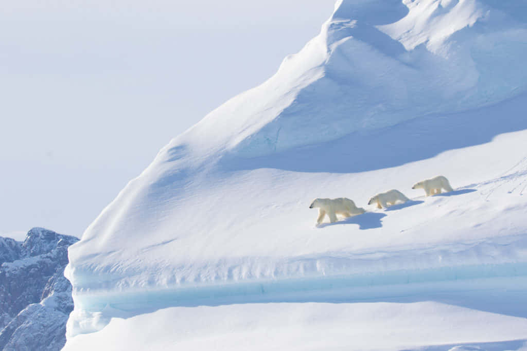 Imagende Una Familia De Osos Polares En El Polo Norte.
