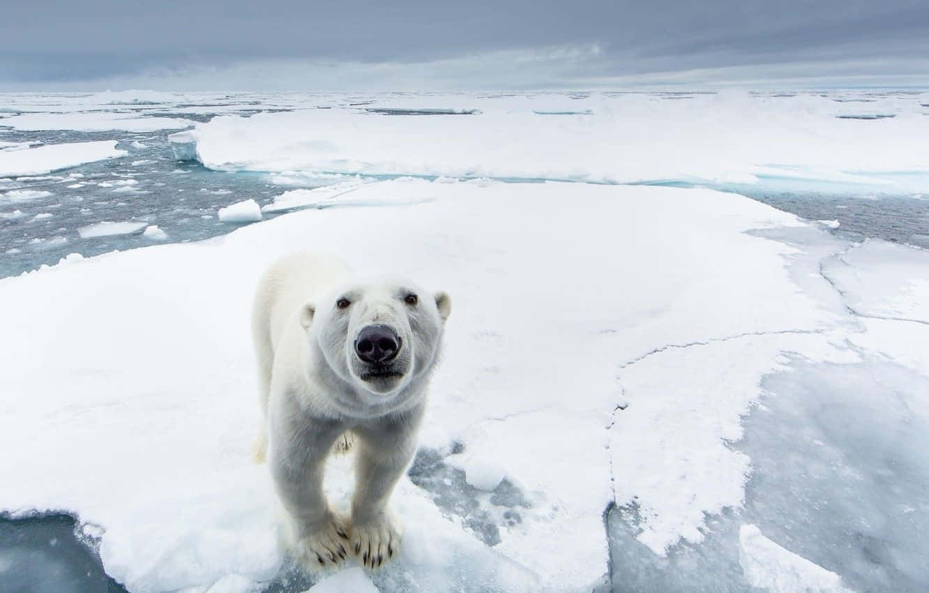 Imagenlinda De Un Oso Polar Del Polo Norte.
