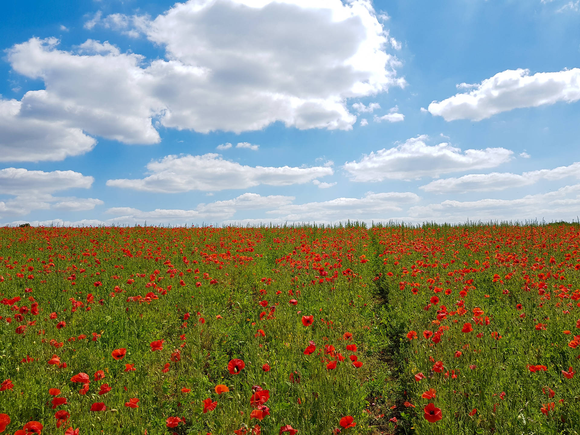 Northamptonshire Poppy Field Wallpaper