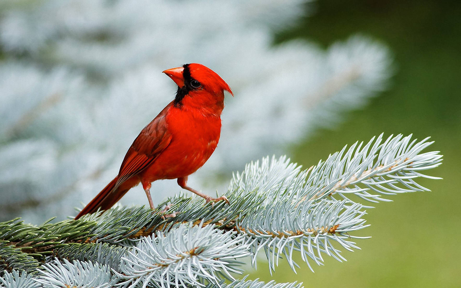 Northern Cardinal Beautiful Birds
