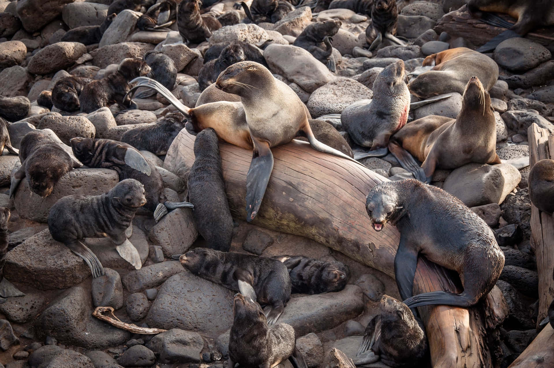 Northern Fur Seal Colony Resting Wallpaper