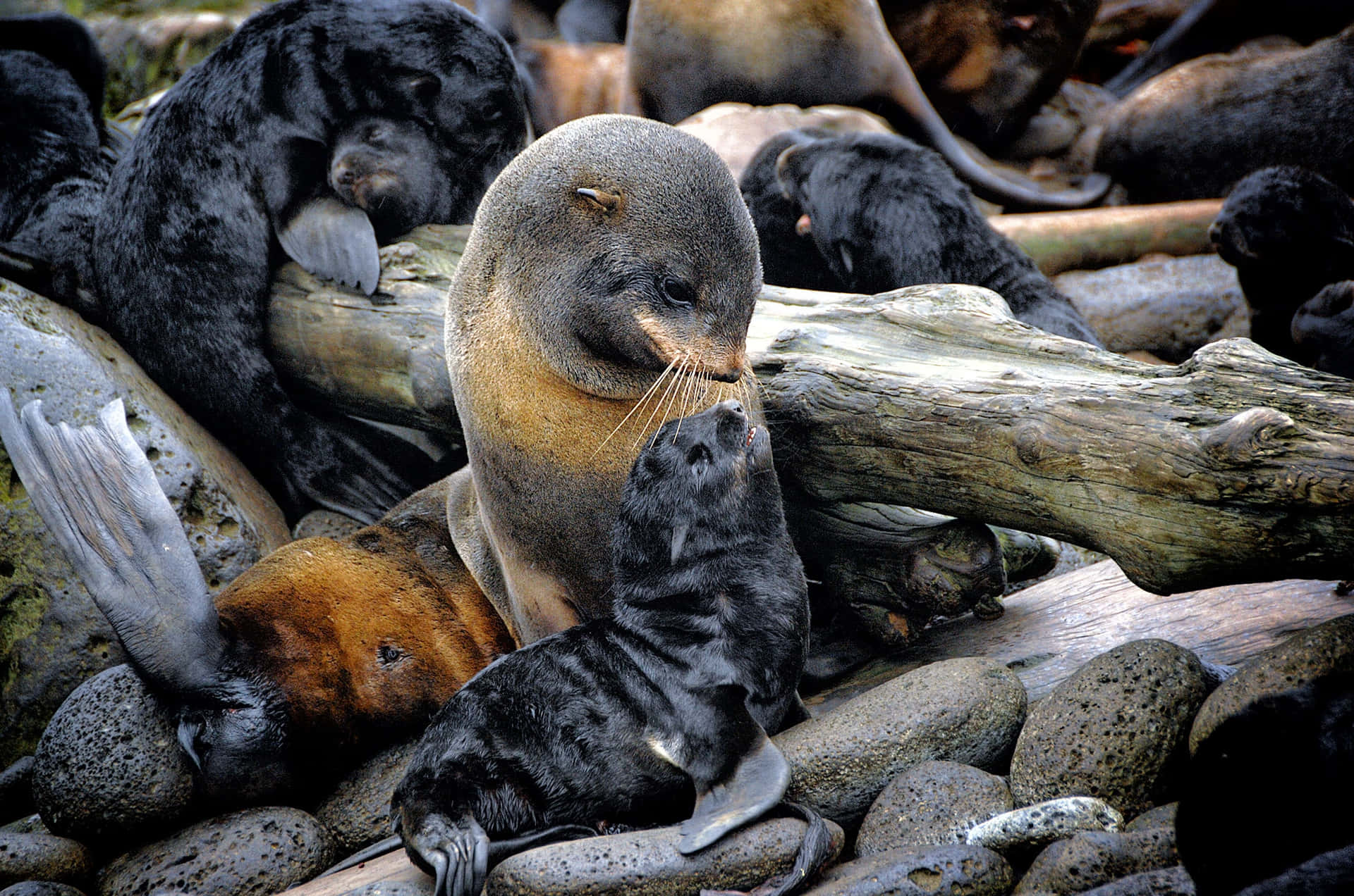 Northern Fur Seal Motherand Pup Wallpaper