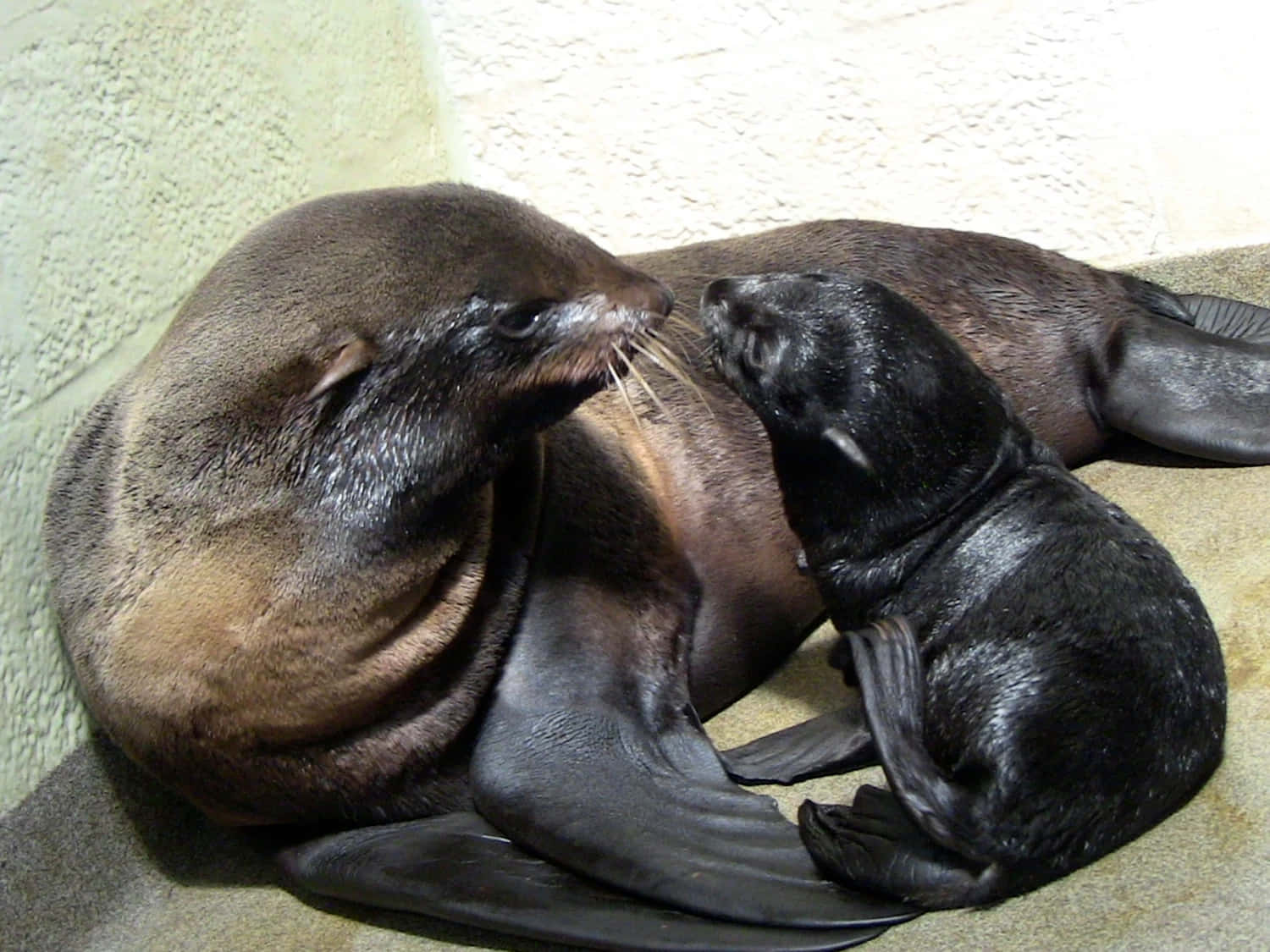 Northern Fur Seal Motherand Pup Bonding Wallpaper