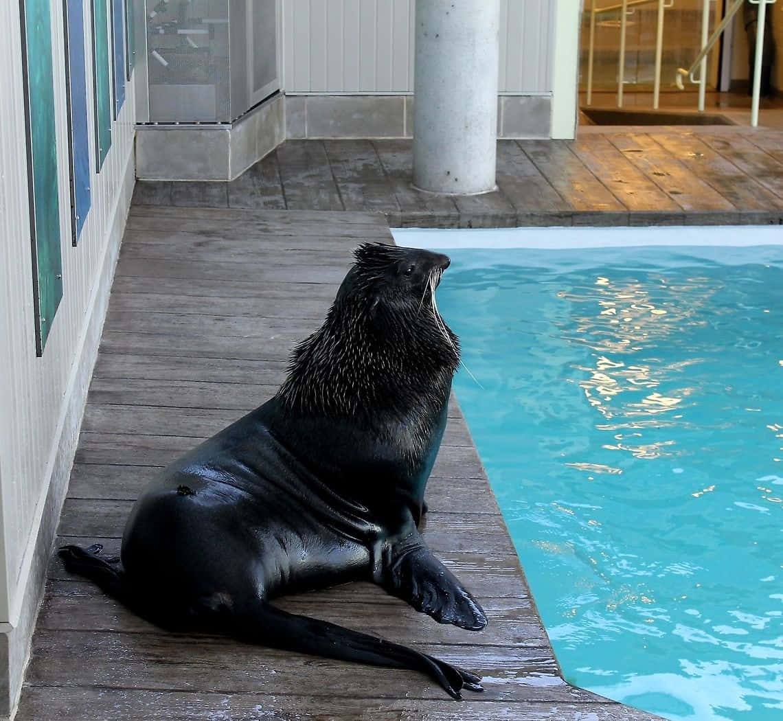 Northern Fur Seal Poolside Rest Wallpaper