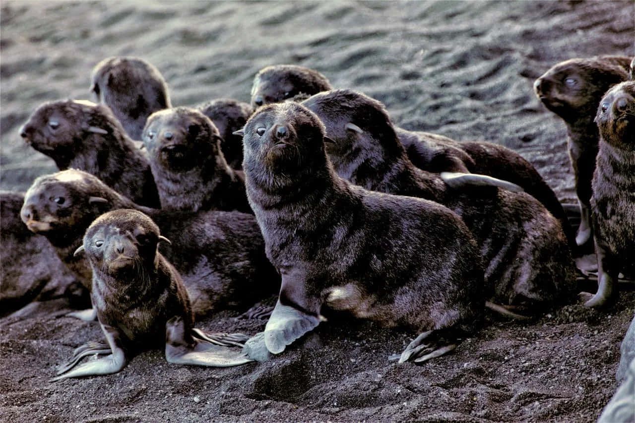 Northern Fur Seal Pup Gathering Wallpaper