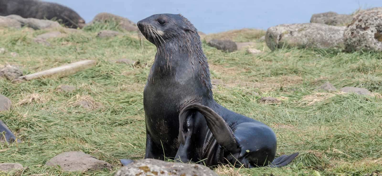 Satu Utara Fur Seal Beristirahat Di Tanah Berumput.jpg Wallpaper