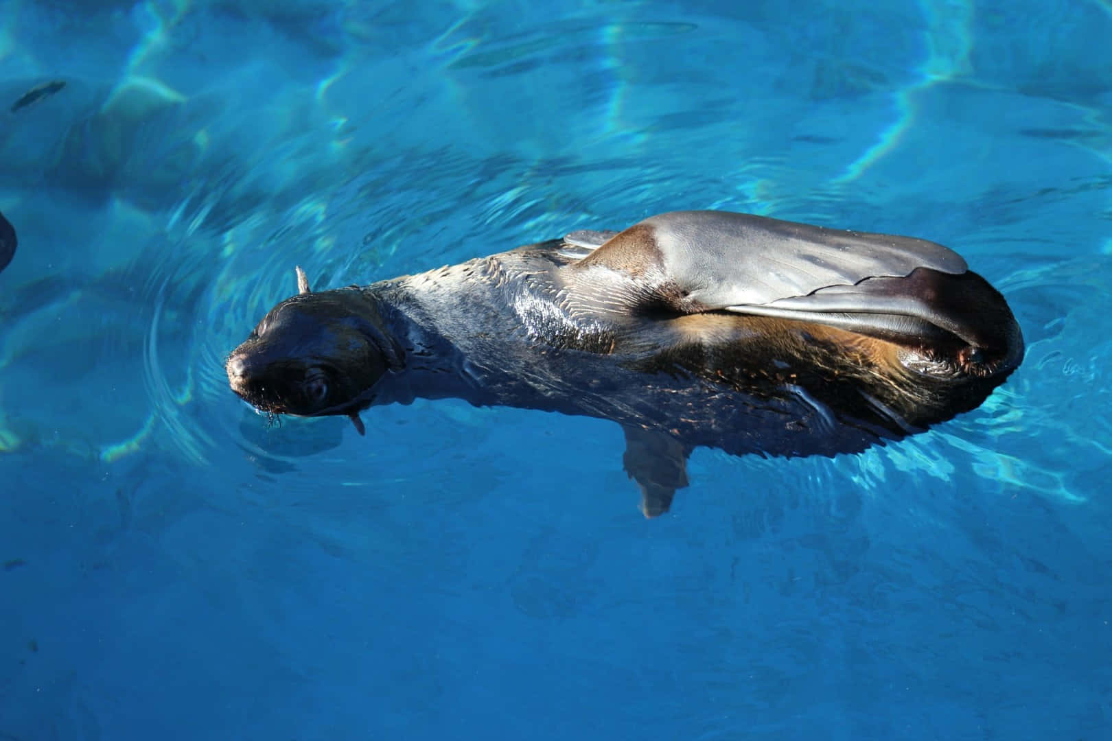 Northern Fur Seal Swimming Wallpaper