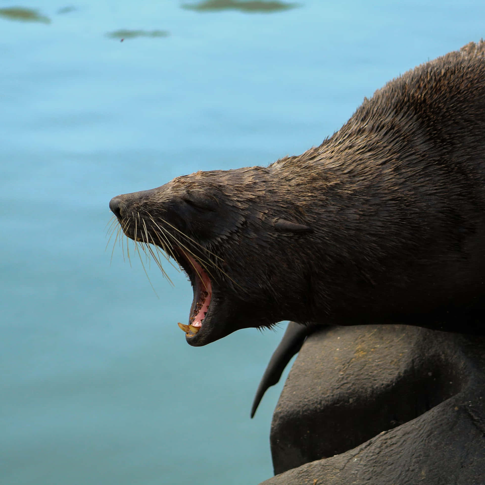 Northern Fur Seal Vocalizing Wallpaper