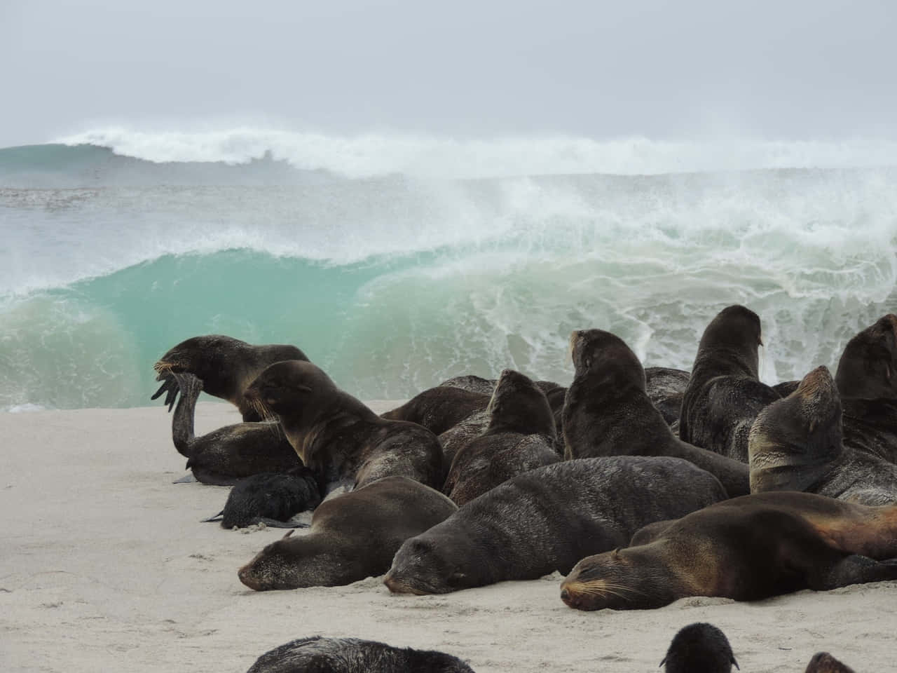 Northern Fur Seals Restingon Beach Wallpaper