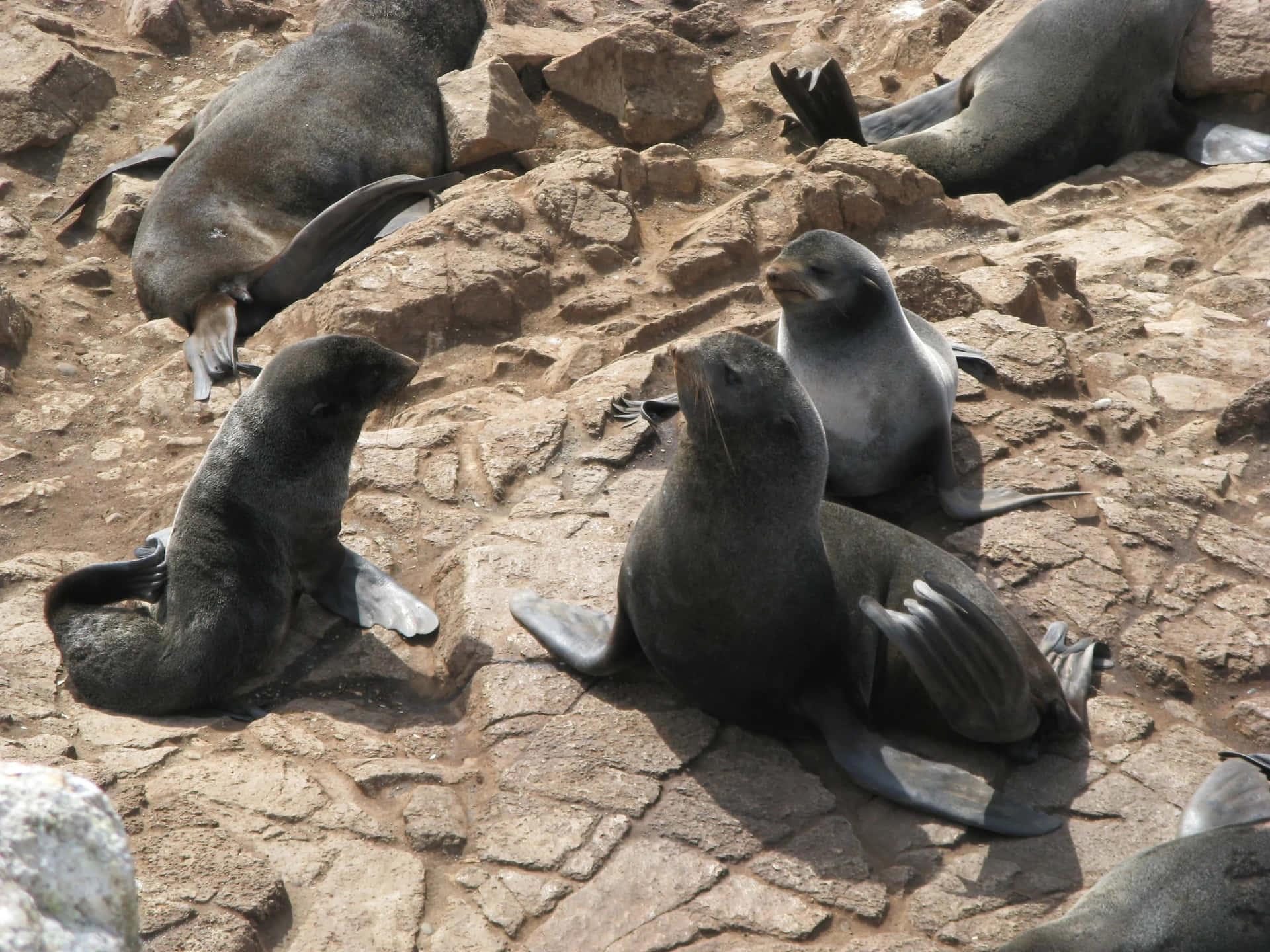 Northern Fur Seals Restingon Rocks Wallpaper