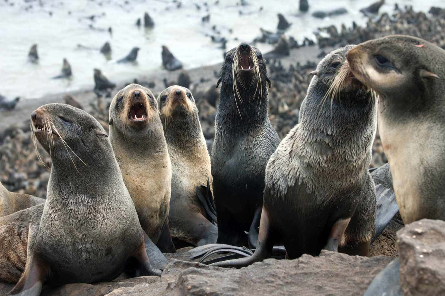 Northern Fur Seals Vocalizing Wallpaper