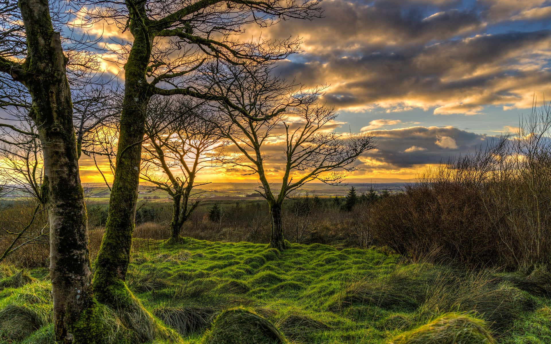 Udsyn til Nordirlands skovgræs-solnedgangsscene Wallpaper