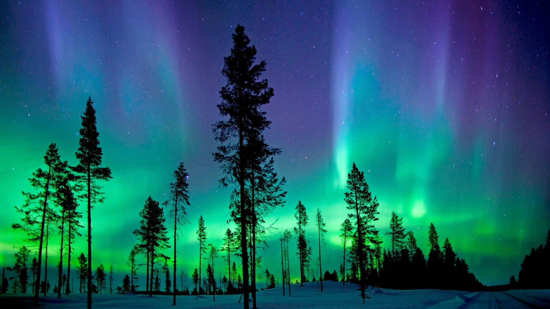 Northern Lights Pictures