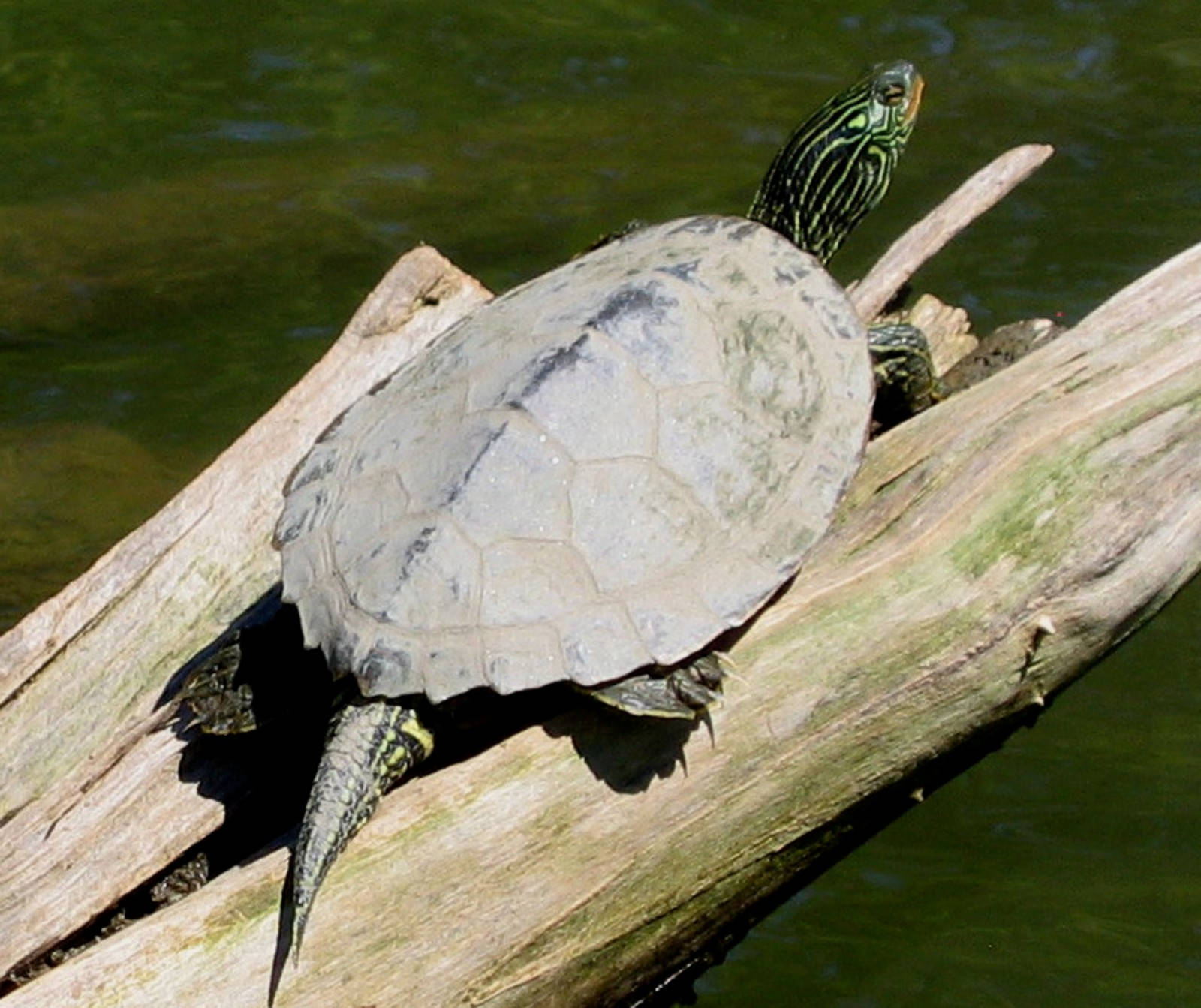 Northern Map Turtle On Tree Branch Wallpaper