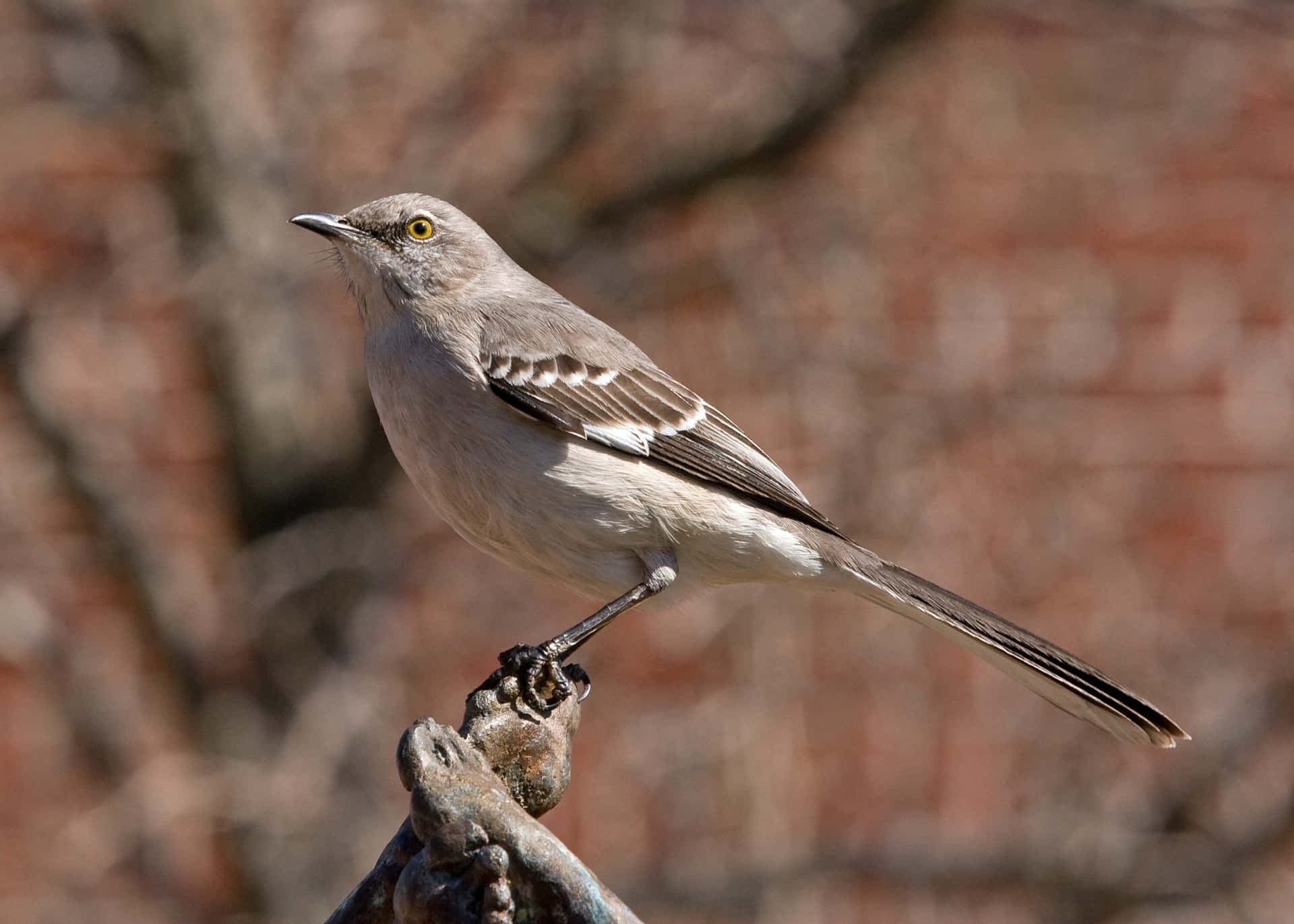 Northern_ Mockingbird_ Perched_ Profile_ View Wallpaper