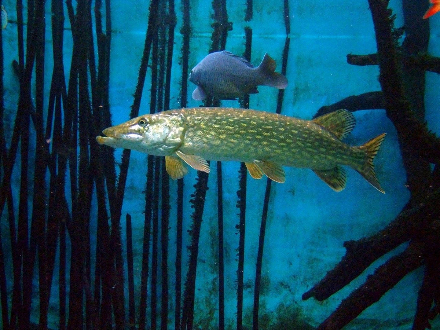 Northern Pike Corals Wallpaper