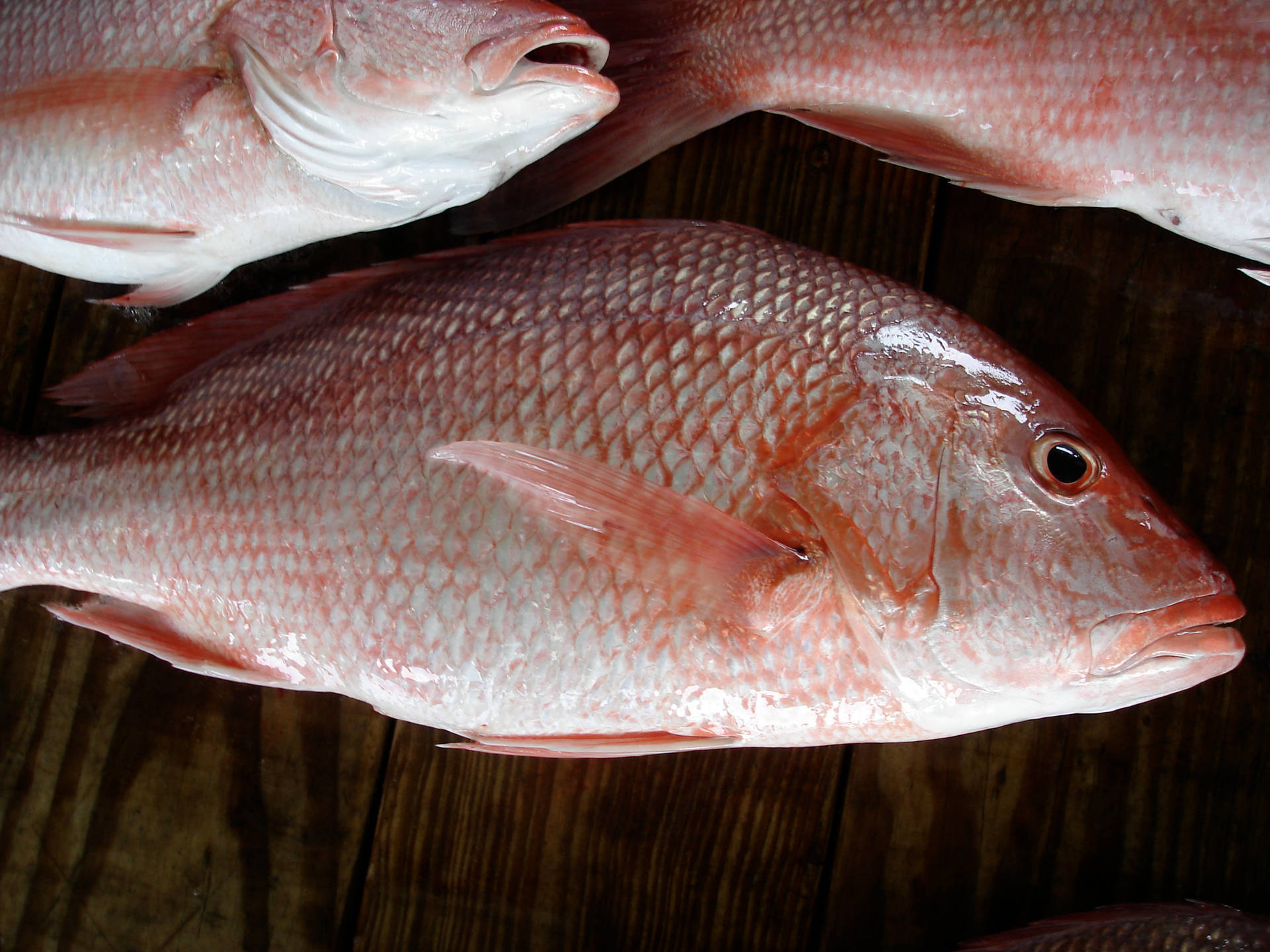 Northern Red Snapper Close Up Wallpaper
