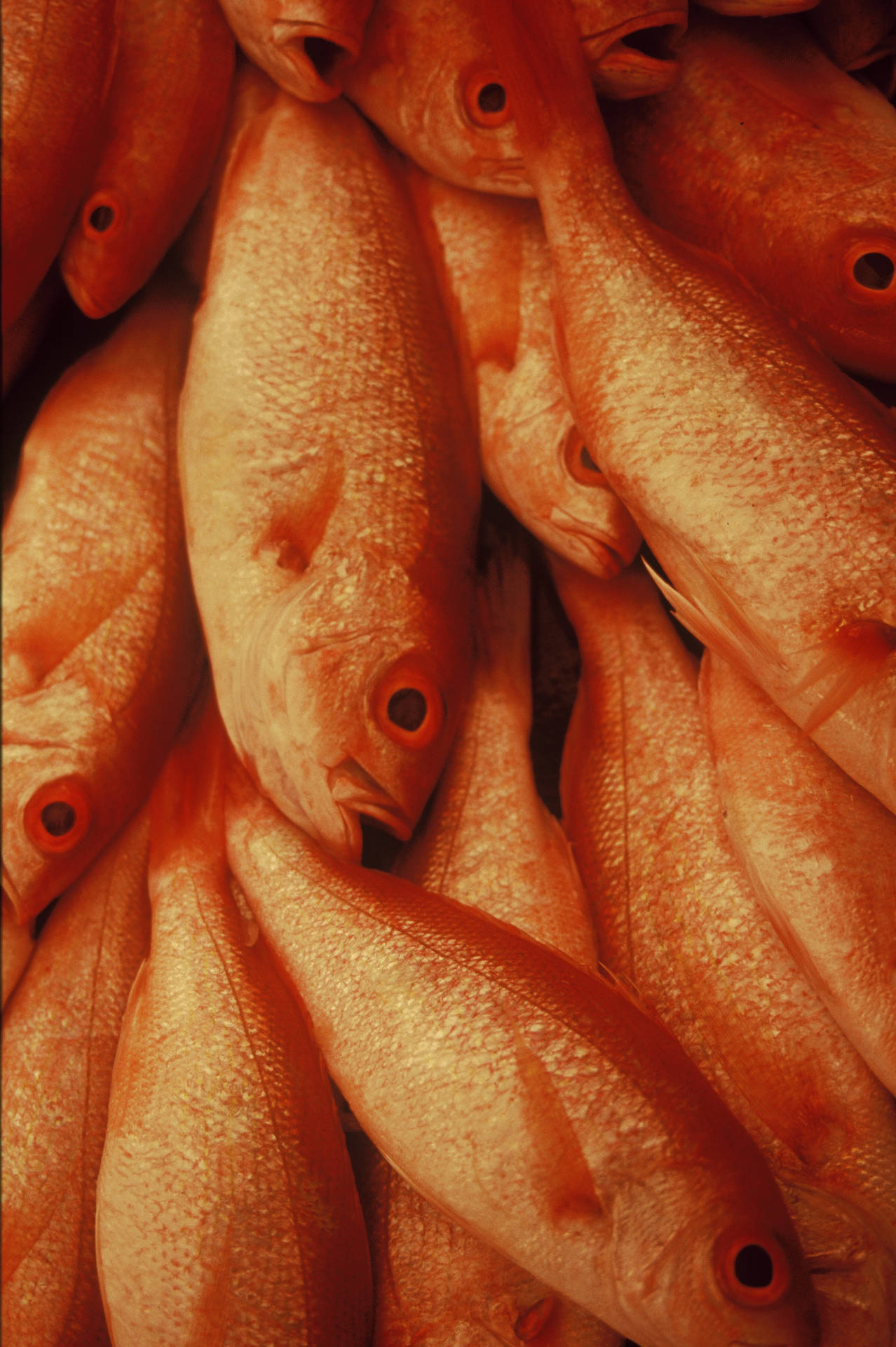 Nordlig Rød Snapper Fiske Bunch Wallpaper. Wallpaper