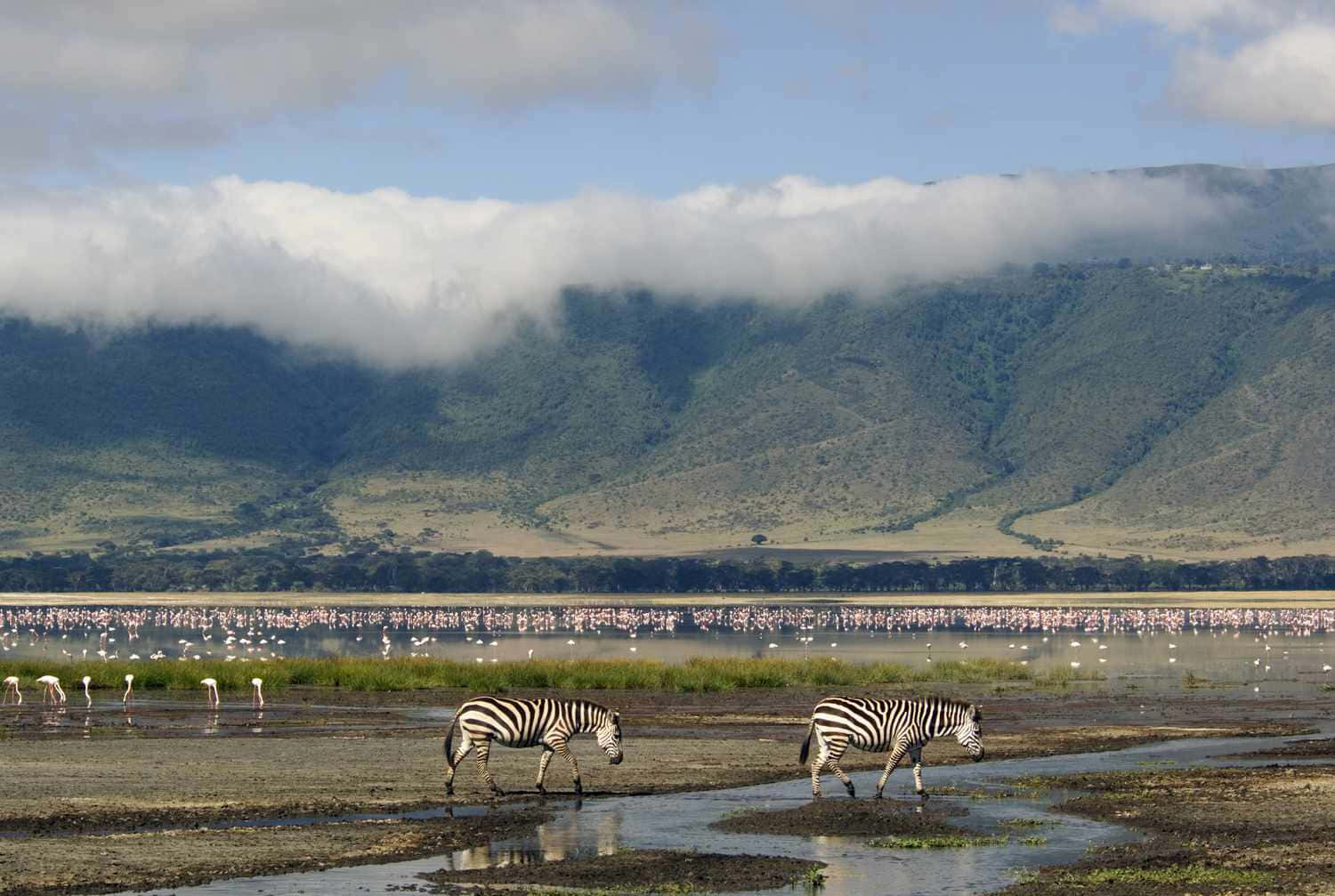 Norrom Tanzania Ligger Ngorongorokratern Med Afrikansk Vilda Djur - En Perfekt Bakgrund För Din Dator Eller Mobiltelefon! Wallpaper