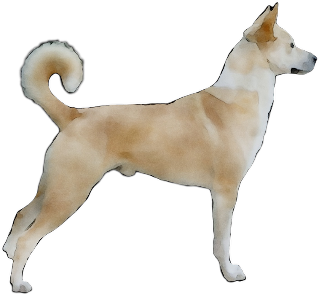 Norwegian Buhund Standing Side View PNG