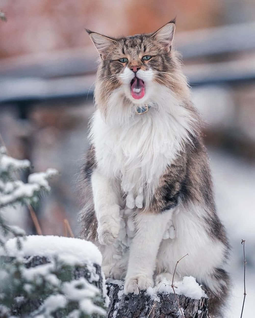 Majestic Norwegian Forest Cat in the Wild Wallpaper