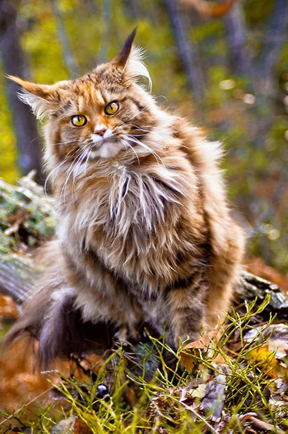 Majestic Norwegian Forest Cat Enjoying Nature Wallpaper